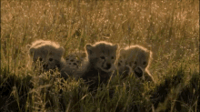 cute cubs