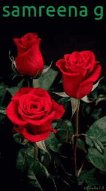 Samreena G Red Roses GIF - Samreena G Red Roses Three Roses GIFs