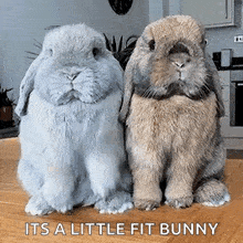 two rabbits are sitting next to each other on a wooden table with the words `` its a little fit bunny '' .