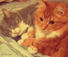 Cat Love GIF - Cat Love Cat Love GIFs
