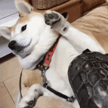 What Turtle Dog GIF