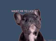 Want Me To Lick It Dog GIF