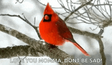 Cardinal Snowing GIF - Cardinal Snowing Winter GIFs