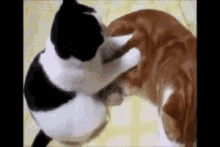 もみもみ　モミモミ　猫　可愛い GIF - Momi Momi Cat Massage GIFs