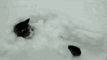 Cat Snow GIF - Cat Snow Tail Wagging GIFs