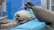 a seal puppy is standing next to a seal in a pool and looking at the camera .