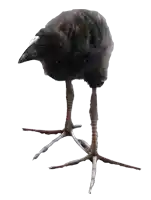 a black bird with long legs and a white head stands on a white background