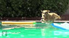 Magical Pool Dog GIF - Splash Doge Swim GIFs