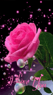 i love you ily pink rose
