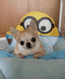 Chihuahua Perrito GIF - Chihuahua Perrito GIFs