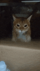 a close up of a cat sitting on a table looking at the camera .