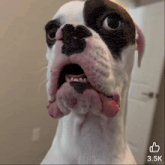 a close up of a dog 's face with a thumbs up next to it that says 3.5k