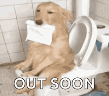 Dog Funny GIF - Dog Funny Sitting On The Toilet GIFs