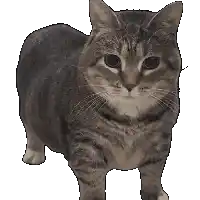 a cat with a white nose is standing on a white background