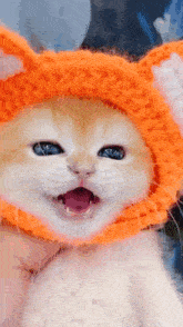 a close up of a kitten wearing a knitted hat and scarf .