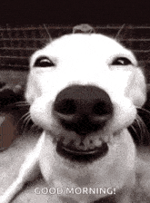 a white dog is smiling in a black and white photo with the words `` good morning '' written on it .