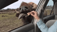 Buffalo GIF - Buffalo Feeding Car GIFs