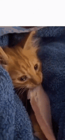 a kitten is wrapped in a blue blanket