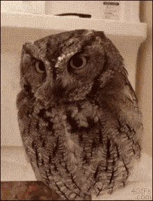 Owl Hat GIF - Owl Hat Surprise GIFs