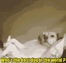Adorable Dog GIF - Adorable Dog Best GIFs