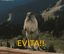 Beaver Yelling GIF - Beaver Yelling Evita GIFs