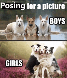 Dogs Meme GIF - Dogs Meme Posing GIFs