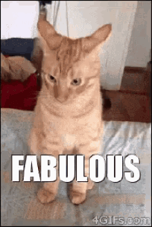 Fabulous Cats GIF - Fabulous Cats Funny Cats GIFs