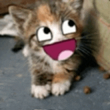 a kitten with a cartoon face on it 's face