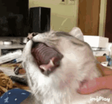 Kriki Vomit GIF - Kriki Vomit Cat GIFs