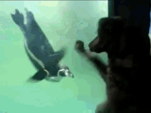 Penguin And Dog Playing GIF