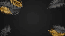 Feathers GIF - Feathers GIFs