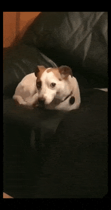 a brown and white dog is laying on a couch looking at the camera .