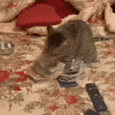 a cat is sitting on a bed with a remote control and a stack of money .