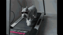 Just A Puppy Running On A Treadmill GIF - Cute Puppy Exercise GIFs