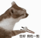 a cat is holding chopsticks in its paw and eating them .