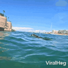 diving dog viralhog going underwater swimming dog