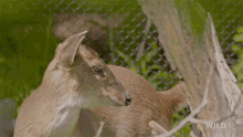 Jump To It The Barking Deer GIF - Jump To It The Barking Deer Secrets Of The Zoo GIFs