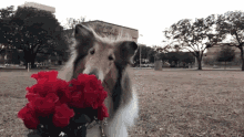 Roses Valentines Day Dog GIF - Roses Valentines Day Dog GIFs
