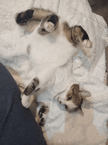 a cat is laying on its back on a bed
