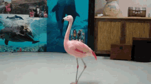 flamingo spin turn