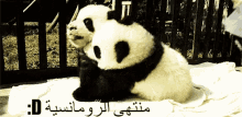 رومانسية احضتان باندا GIF - Panda Hugging Romantic GIFs