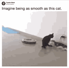 Smooth Smooth Cat GIF