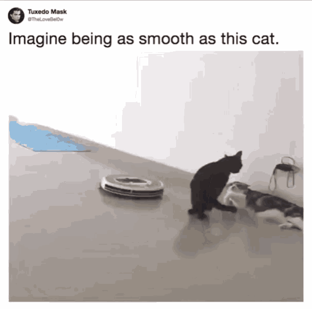 stempel Suradam Åre Smooth Smooth Cat GIF - Smooth Smooth Cat Roomba Cat - Discover & Share GIFs