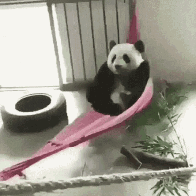 Cute Bear GIF - Cute Bear Panda GIFs
