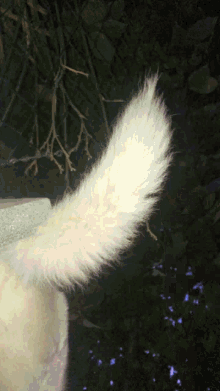 a close up of a white cat 's tail with a dark background