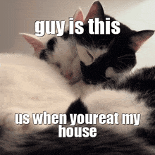 Cat Cats GIF - Cat Cats In Love GIFs