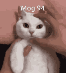 Mog94 Mog GIF - Mog94 Mog Cat GIFs