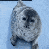 Tokkari Seal GIF - Tokkari Seal GIFs
