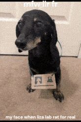a dachshund with a sign around its neck that says ' my face when liza lab rat for real '