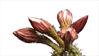 a close up of a flower with a white center on a white background